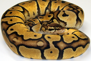 Kritle-Pastel Jungles python for sale.