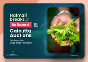 Loose Chamomile Tea in UK- Halmari Tea 