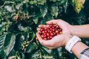Online Fresh Roasted Coffee Supplier in UK - Redber!
